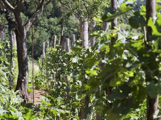 ristorante-da-ciccio-cielo-mare-terra-amalfi-azienda-agricola-01