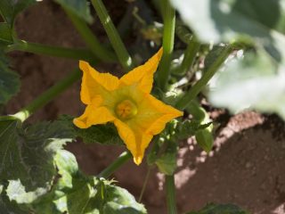 ristorante-da-ciccio-cielo-mare-terra-amalfi-azienda-agricola-02