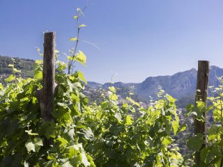 ristorante-da-ciccio-cielo-mare-terra-amalfi-azienda-agricola-04