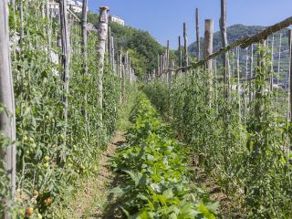 ristorante-da-ciccio-cielo-mare-terra-amalfi-azienda-agricola-10