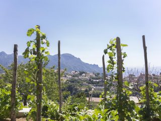 ristorante-da-ciccio-cielo-mare-terra-amalfi-azienda-agricola-27