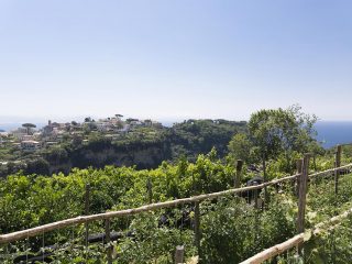 ristorante-da-ciccio-cielo-mare-terra-amalfi-azienda-agricola-28