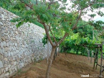 L’Azienda Agricola Biologica